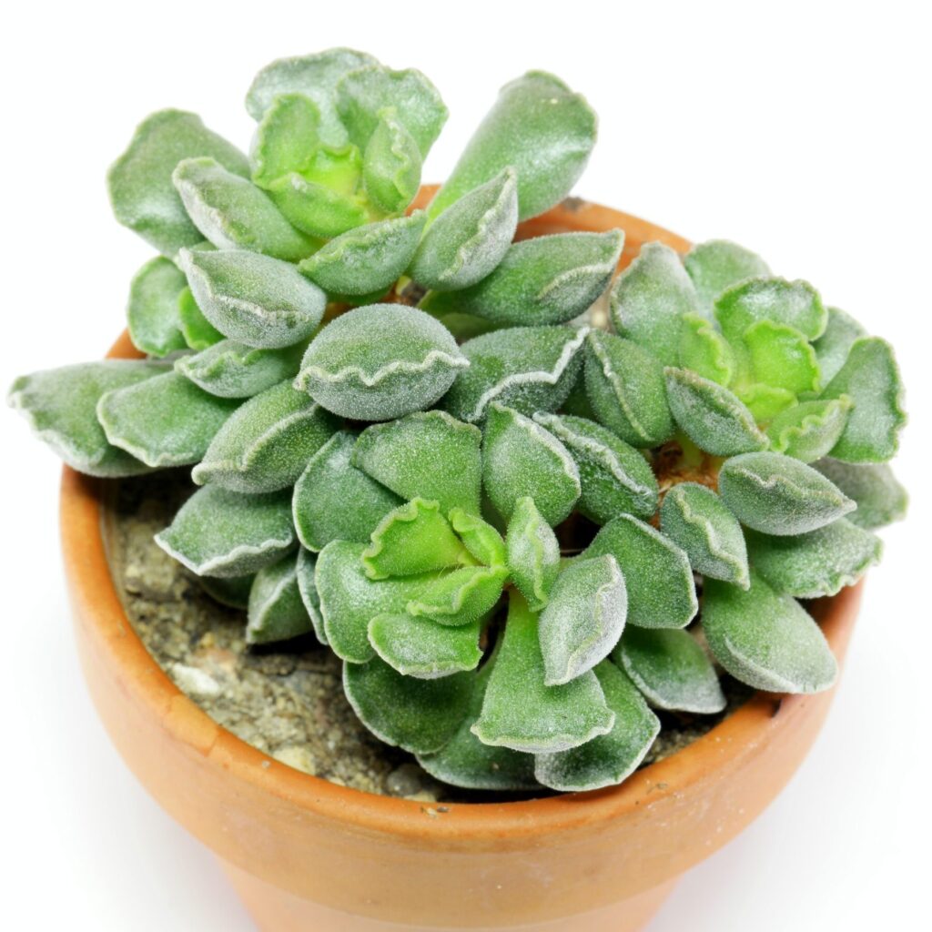 adromischus humilis guia completa