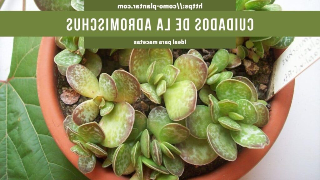 adromischus kougaensis guia de cuidados