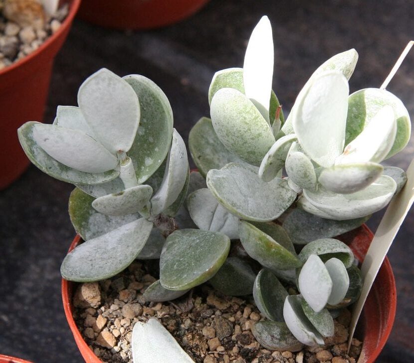 adromischus leucophyllus guia completa