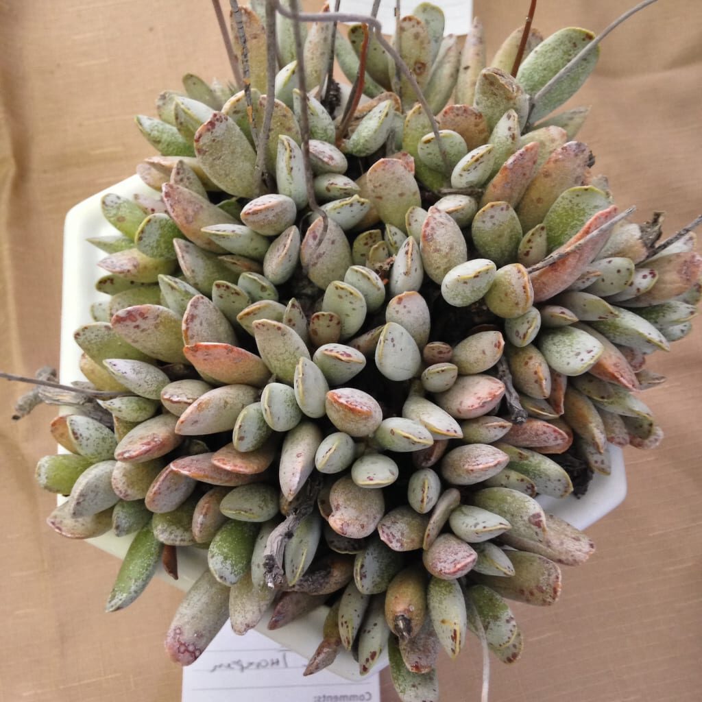 adromischus leucophyllus thorelii guia completa