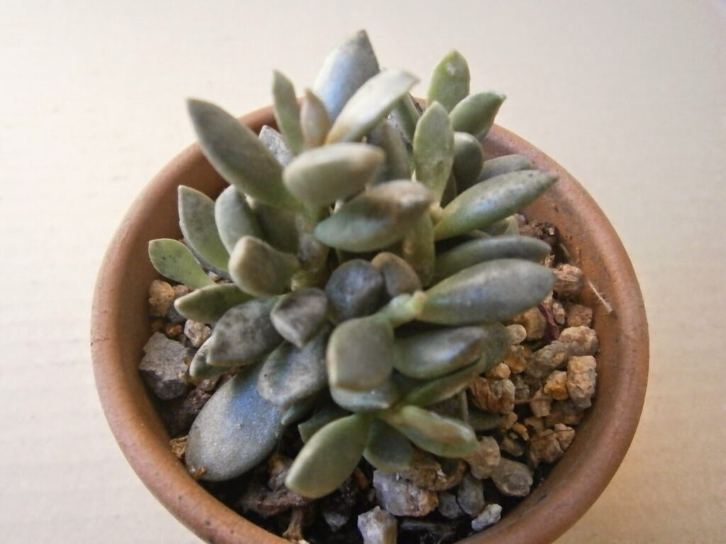 adromischus leucophyllus var gariepensis guia completa