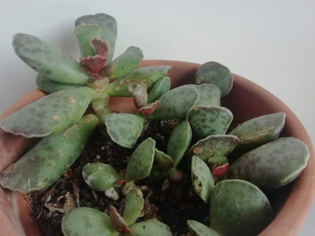 adromischus longipedunculatus guia completa