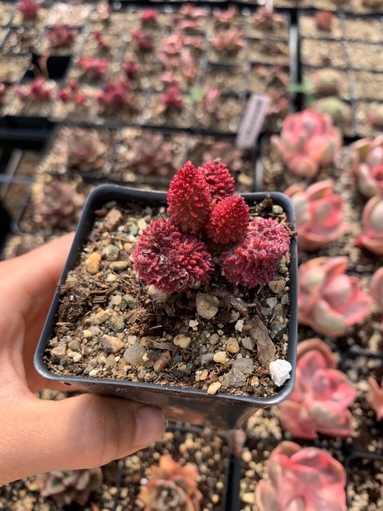 adromischus marianae guia completa