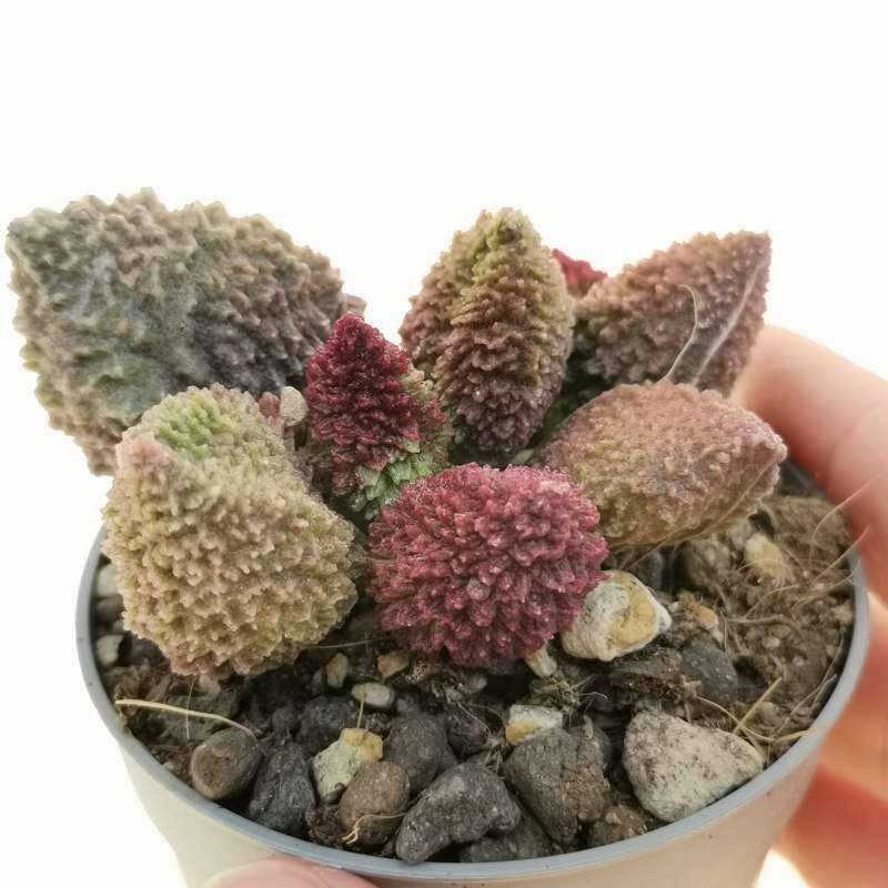 adromischus marianae immaculatus guia completa