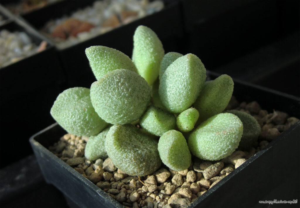 adromischus marianae var marianae guia completa