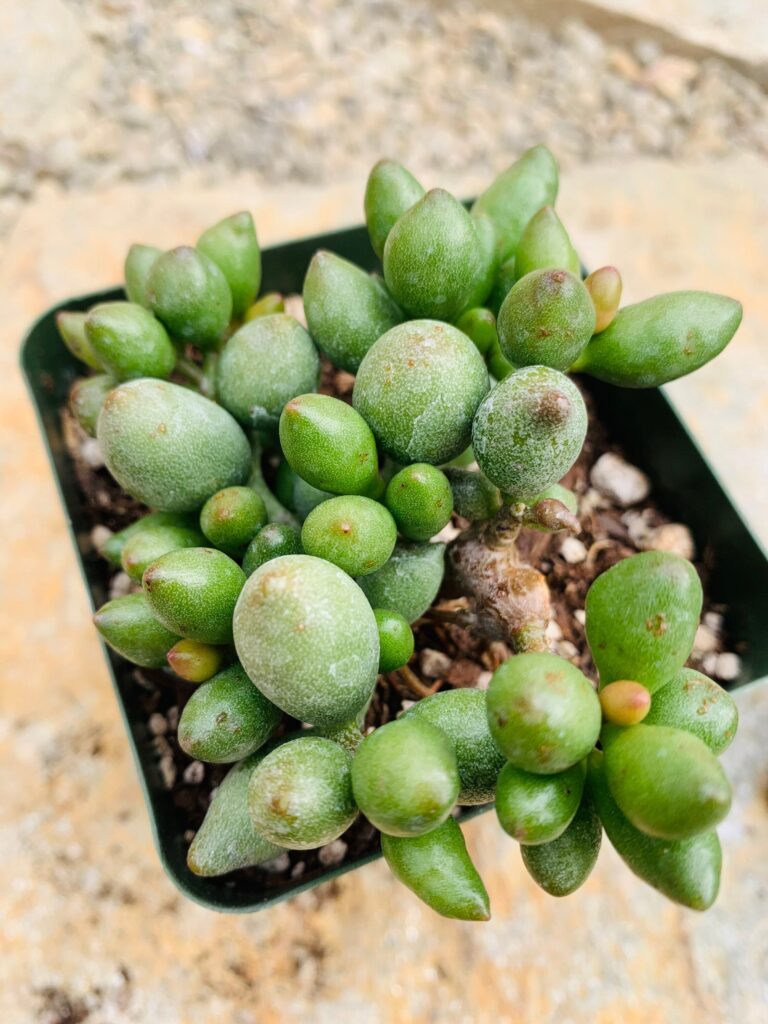 adromischus marlothii guia completa