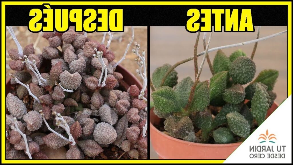 adromischus marlothii var angustifolius guia completa