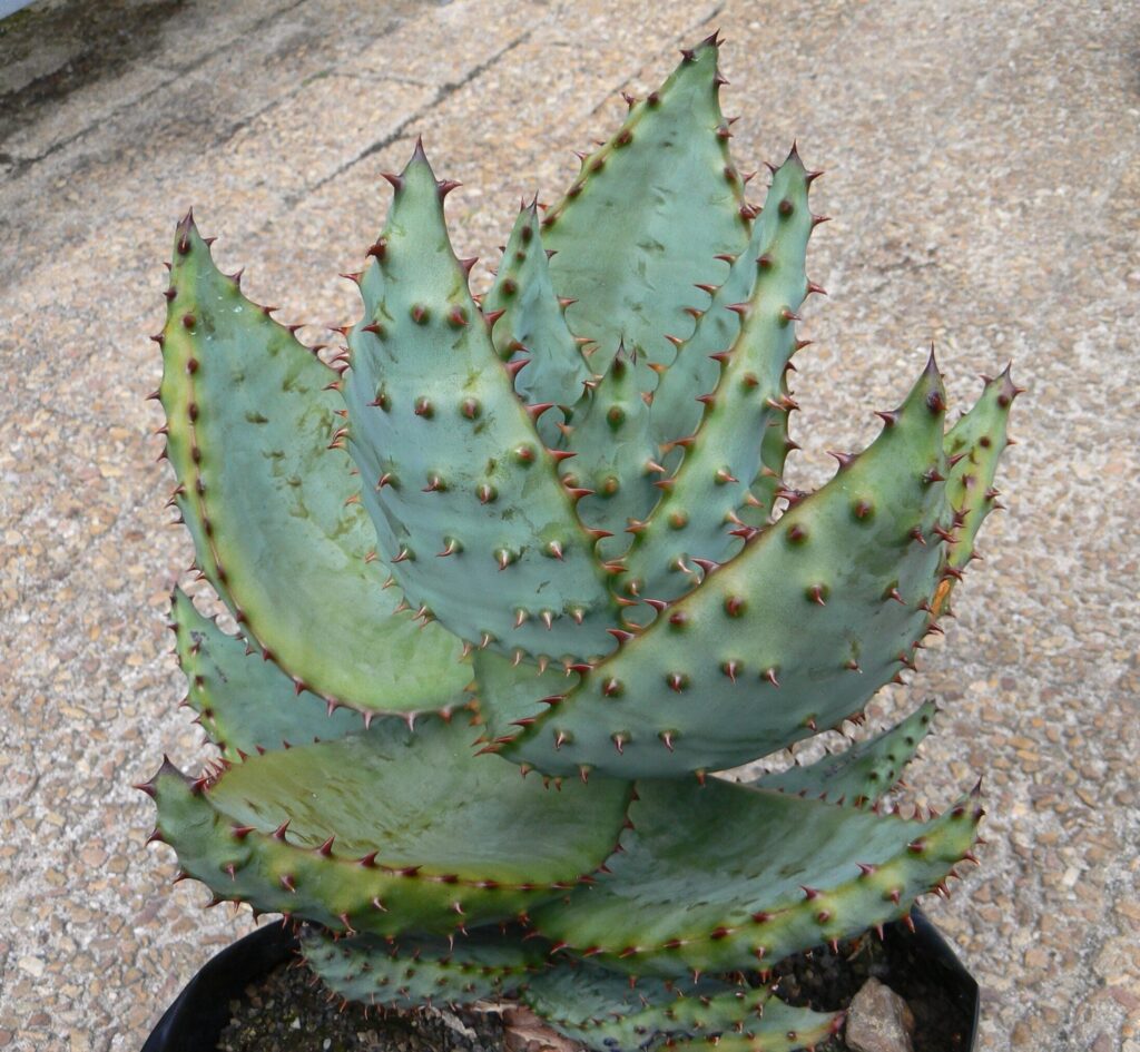 adromischus marlothii var marlothii guia completa