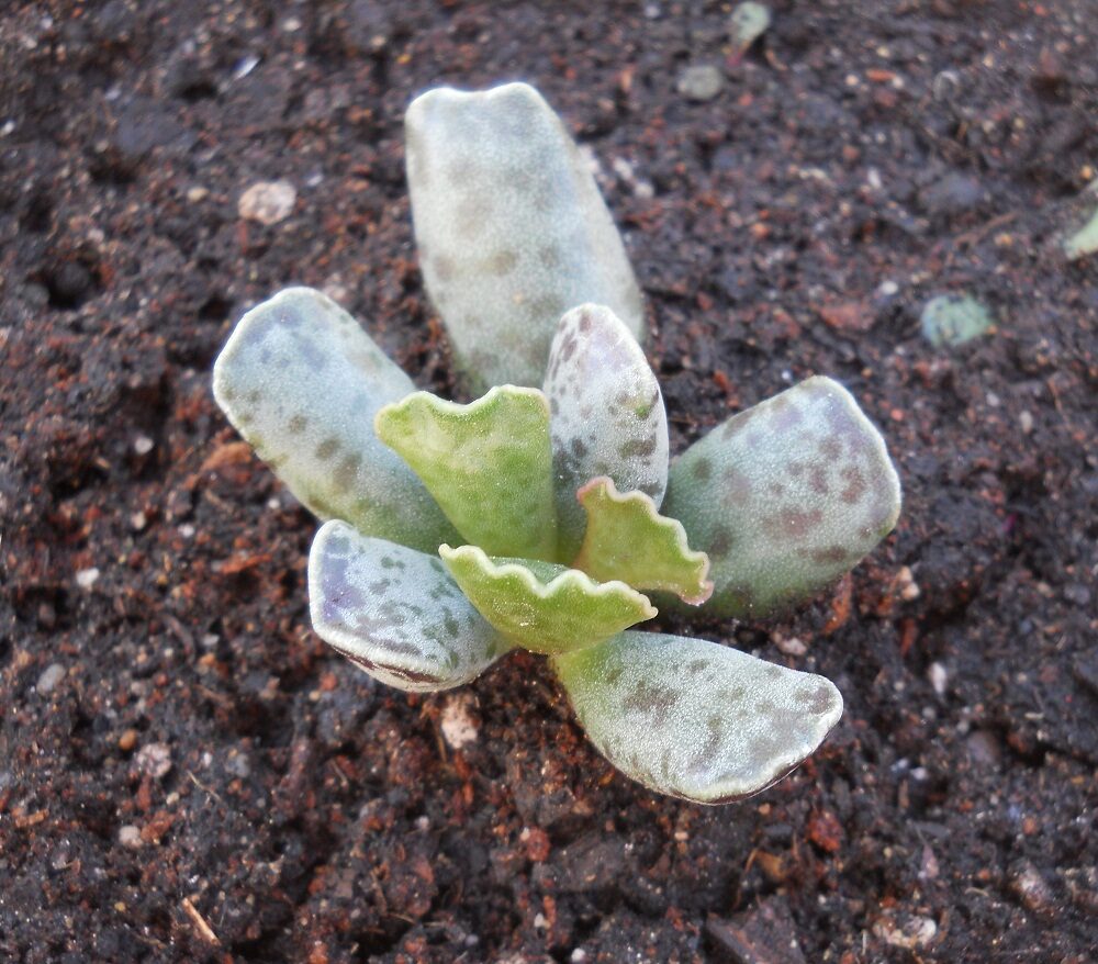 adromischus montium juniperi guia completa