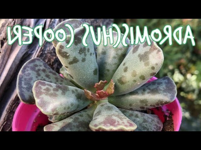 adromischus mucronatus guia completa