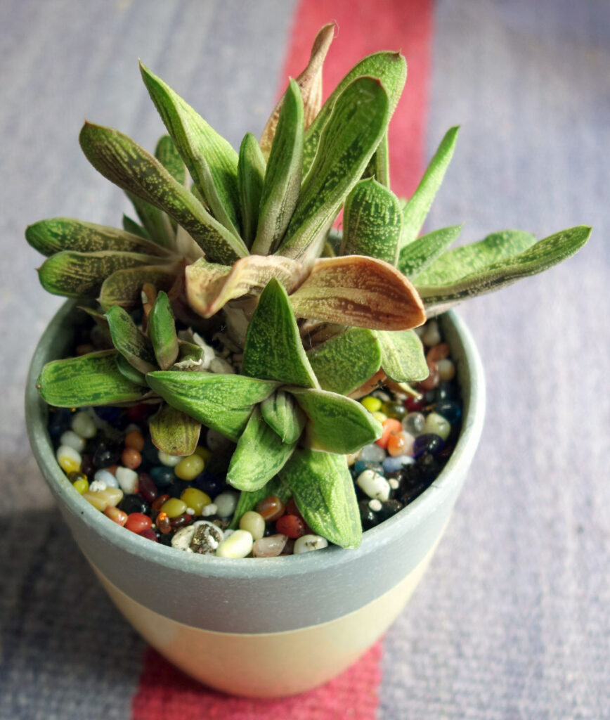 adromischus phillipsiae guia completa