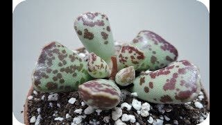 adromischus pterugodes guia completa