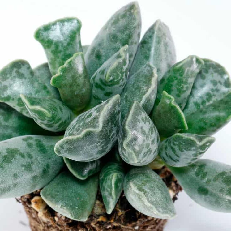 adromischus roaneanus guia completa