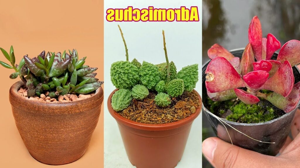 adromischus shulzii guia completa