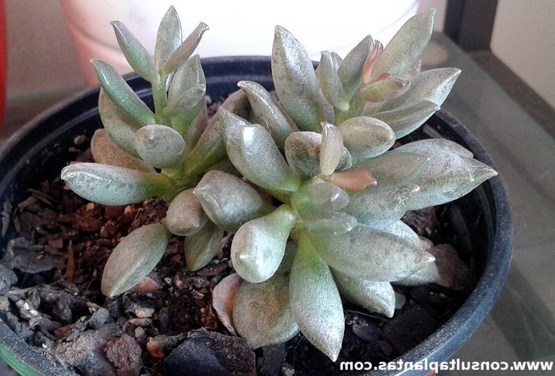 adromischus subulifer guia completa