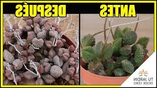 adromischus uniflorus guia completa