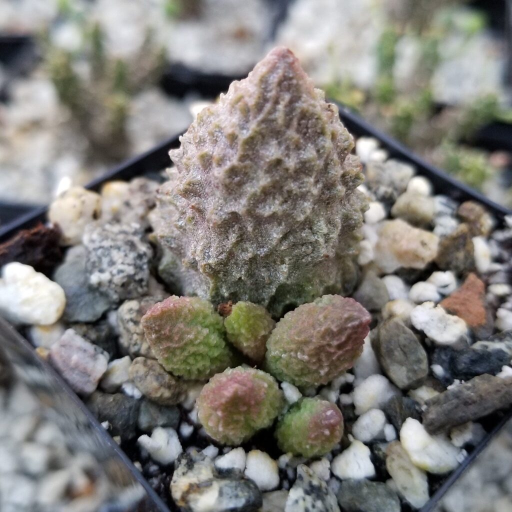 adromischus veltdrifensis guia completa