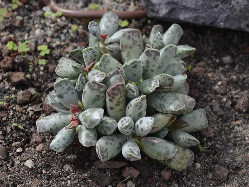 adromischus venticola guia completa