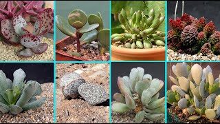 adromischus vinosus guia completa