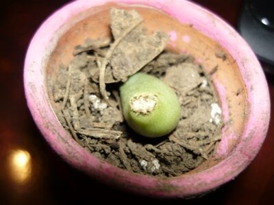 adromischus vitellinus cuidados y cultivo