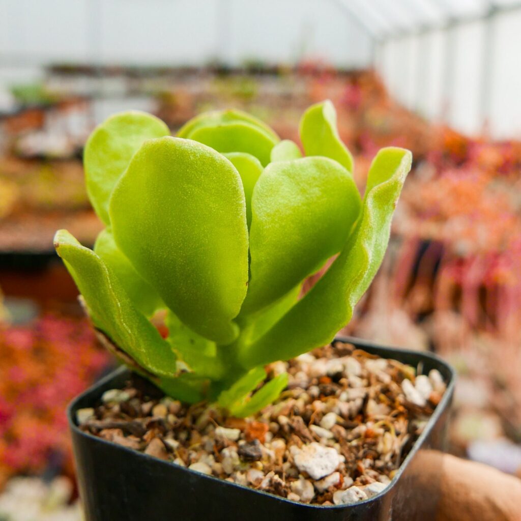 adromischus zeyheri subsp herrei guia completa