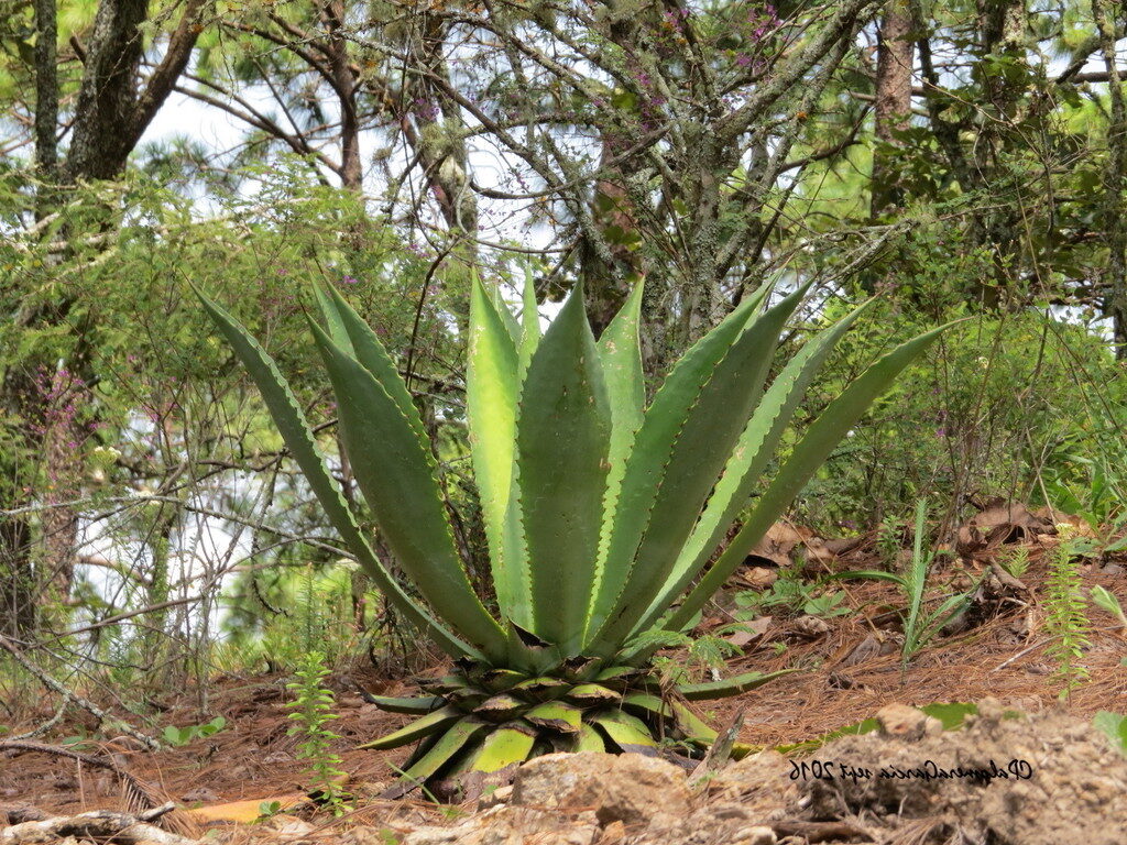 agave ellsiae guia completa