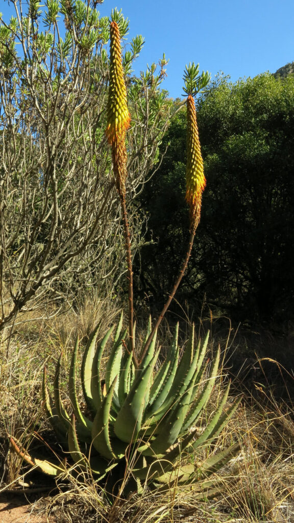 aloe aculeata guia completa