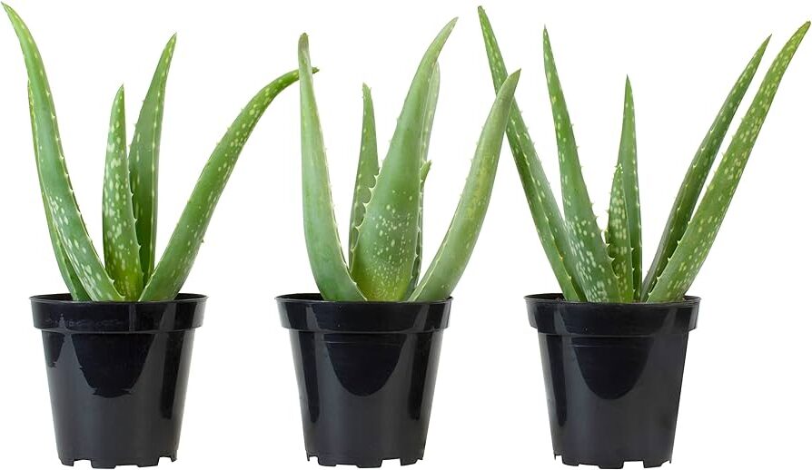 aloe calidophila la suculenta perfecta para tu jardin