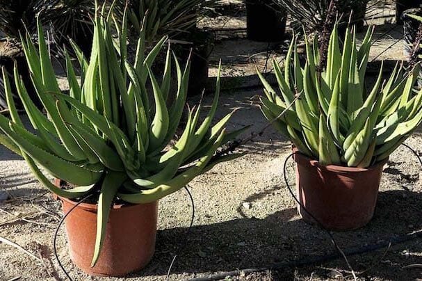 aloe castanea guia completa