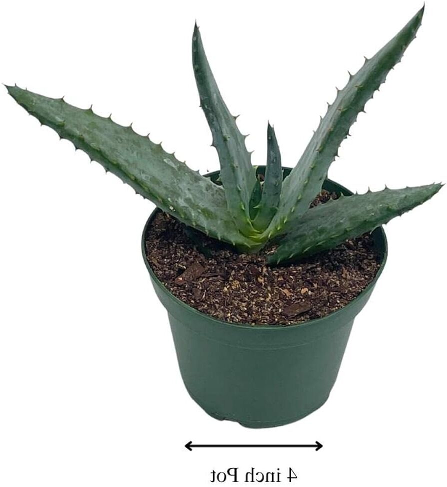 aloe chabaudii guia completa