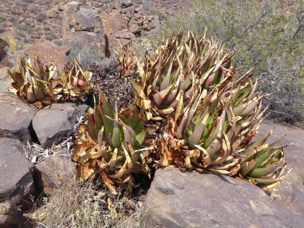 aloe chlorantha cuidados y caracteristicas