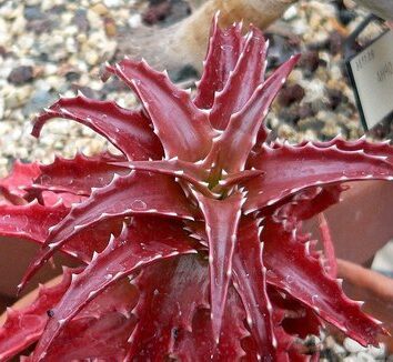 aloe comptonii guia completa