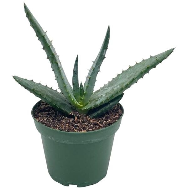 aloe cryptopoda guia completa