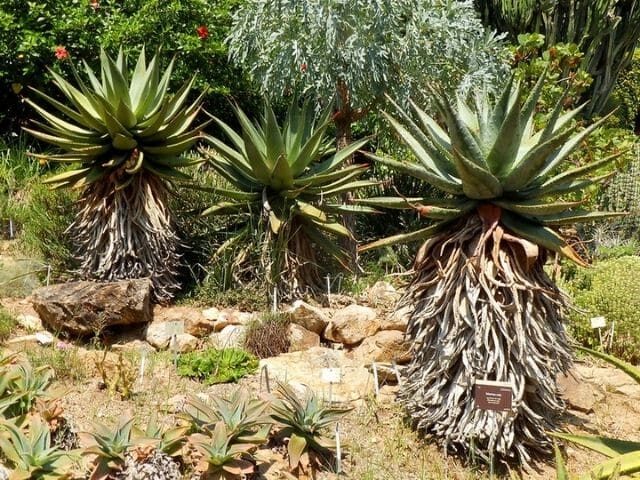 aloe epiphylloides guia completa de cuidados y propiedades