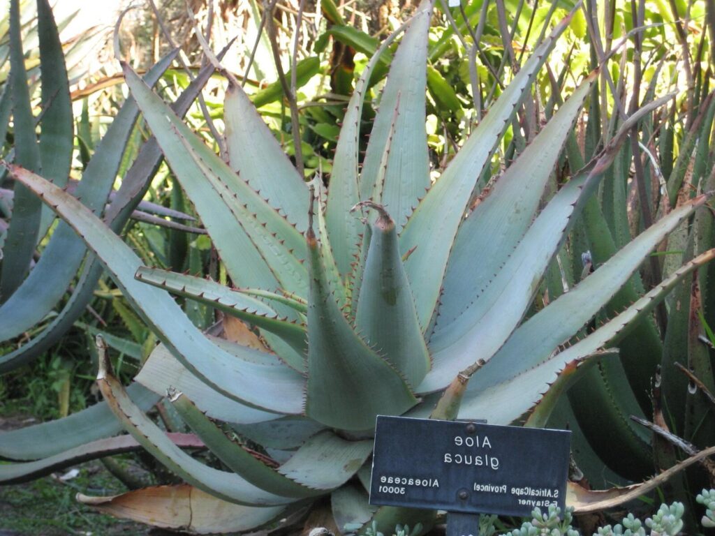 aloe glauca guia completa