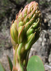 aloe haemanthifolia guia completa