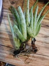 aloe haroniis plantas suculentas ideales para tu hogar