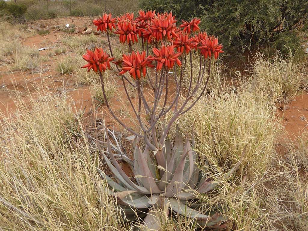 aloe hereroensis guia completa