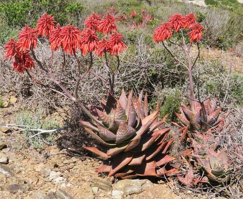 aloe lutescens guia completa