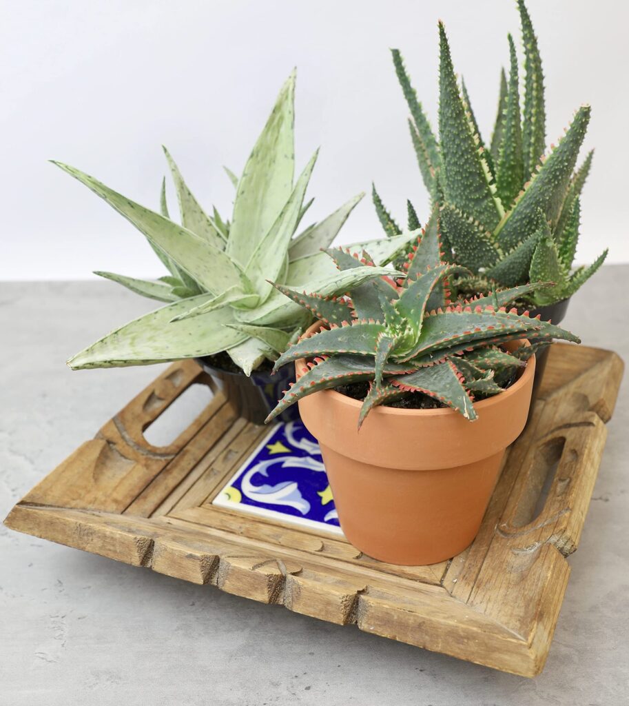 aloe microstachys la suculenta perfecta para tu jardin