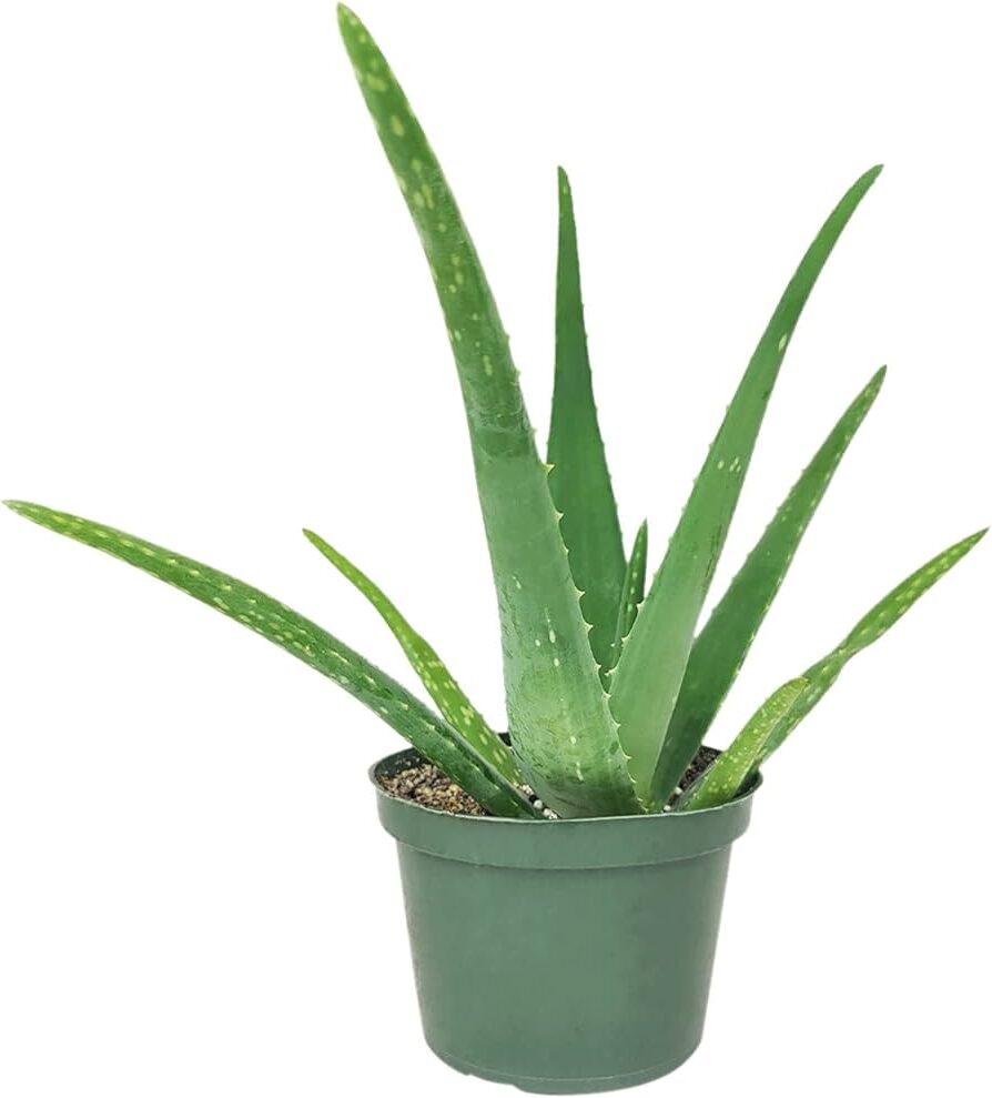 aloe munyamaensis la planta suculenta ideal