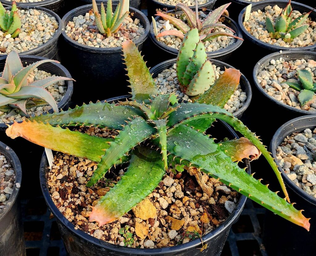 aloe pearsonii guia completa