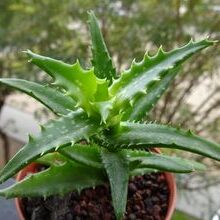 aloe peglerae guia completa