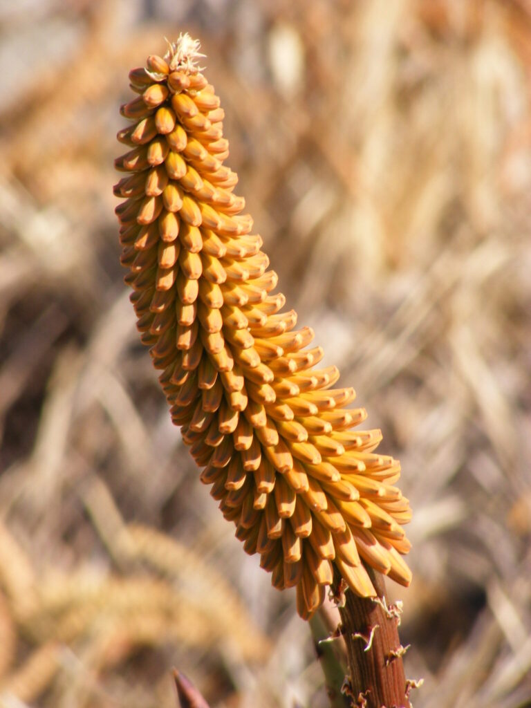 aloe petricola guia completa