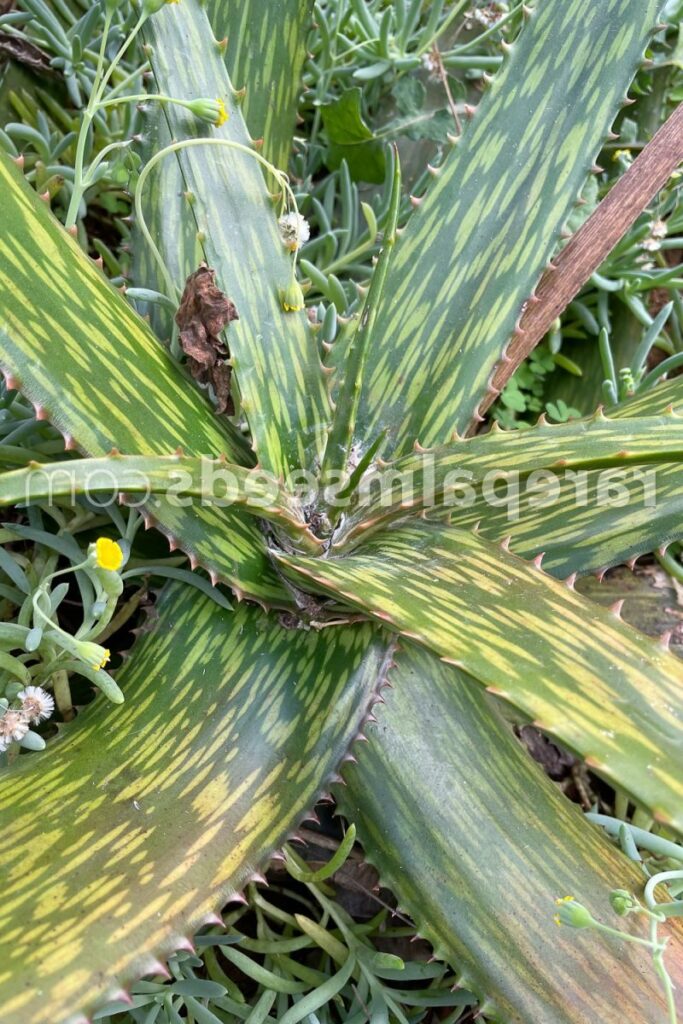 aloe pirottae guia completa