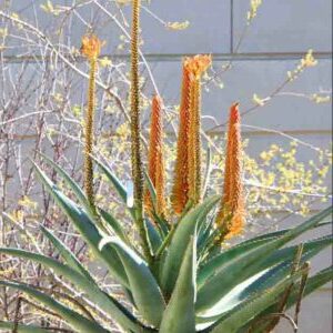 aloe pluridens guia completa