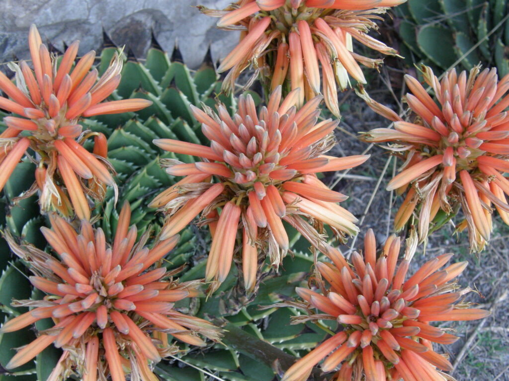 aloe polyphylla guia completa