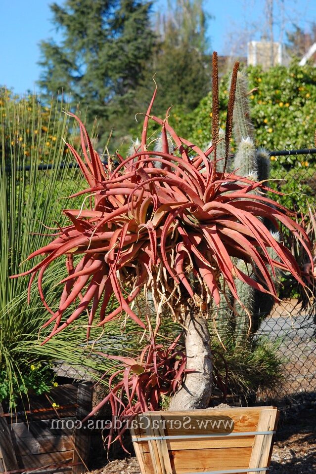 aloe spicata cuidados y propagacion