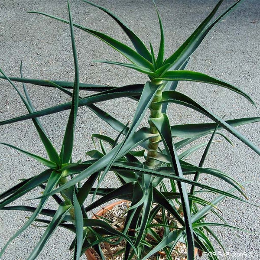 aloe striatula guia completa