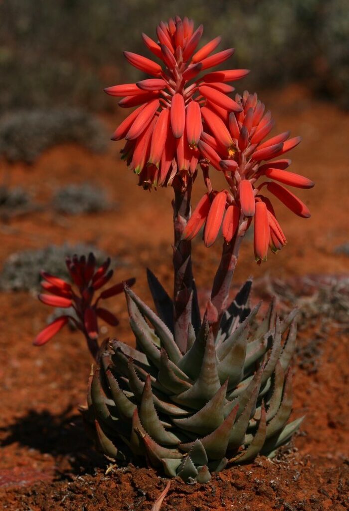 aloe succotrina guia completa